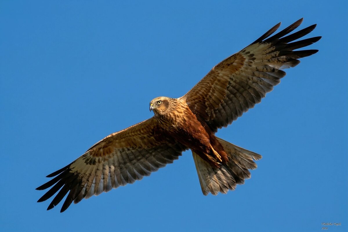 Лунь болотный (самец) - Владислав Иопек