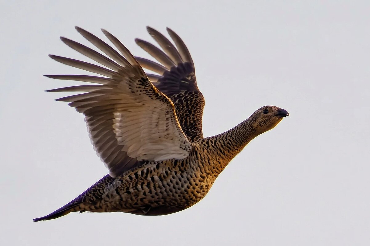 Тетёрка - Владислав Иопек