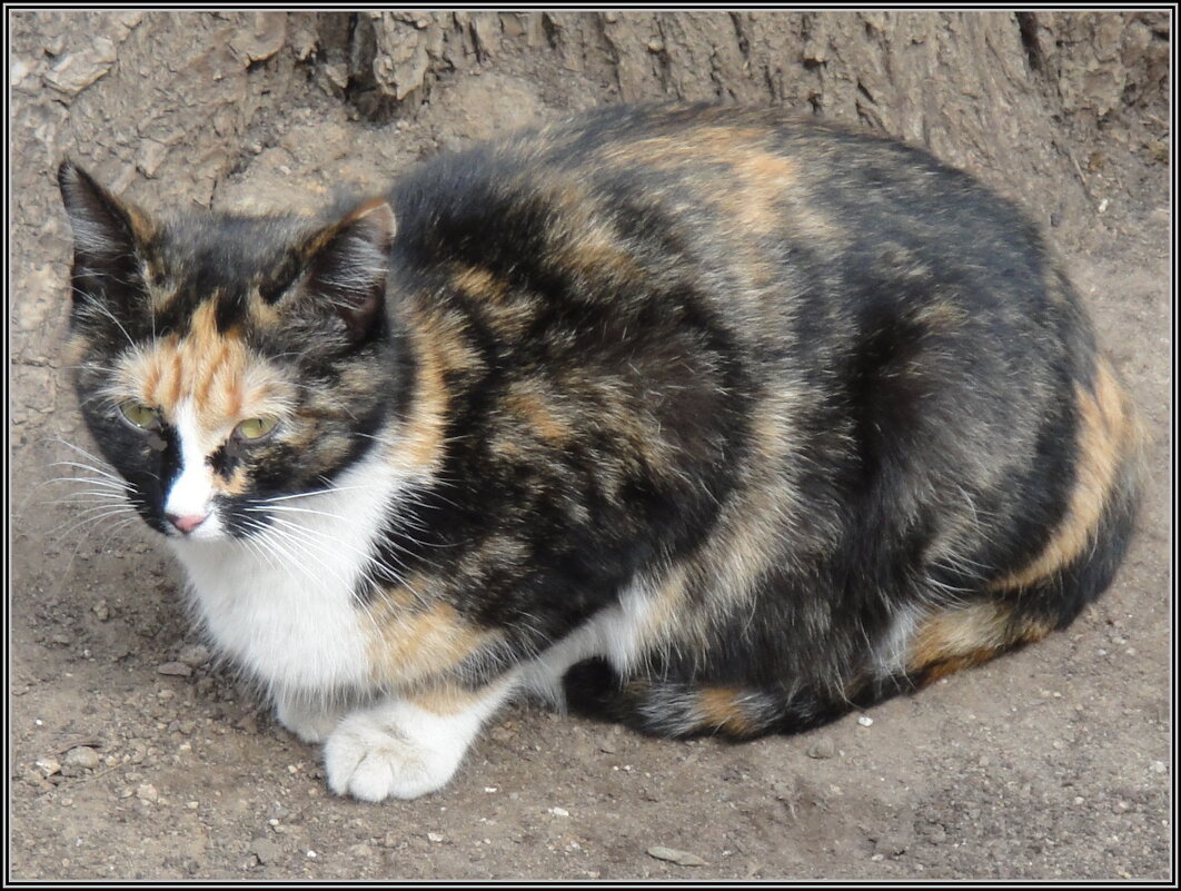 Случайная встреча - Ольга Довженко