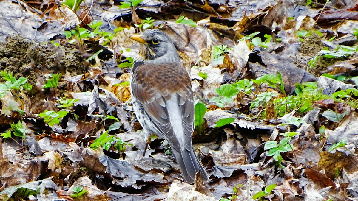 Дрозд - рябинник. - Милешкин Владимир Алексеевич Дрозд - рябинник. - Милешкин Владимир Алексеевич