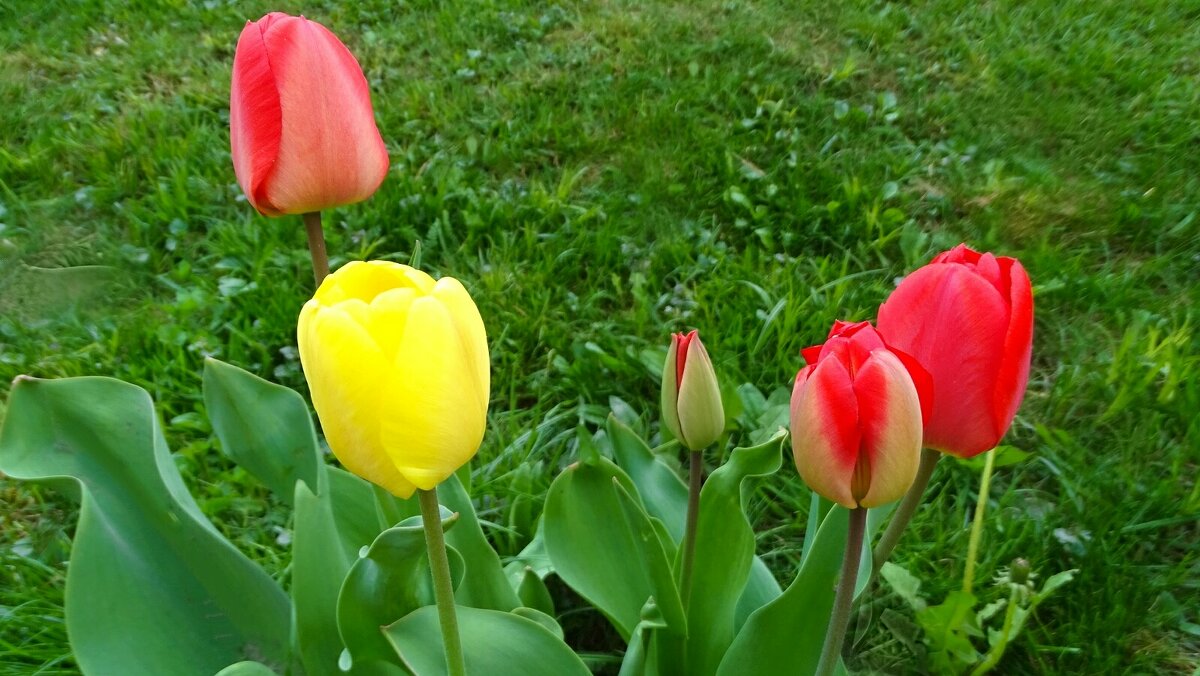 Цветы на городской клумбе. - Милешкин Владимир Алексеевич Цветы на городской клумбе. - Милешкин Владимир Алексеевич