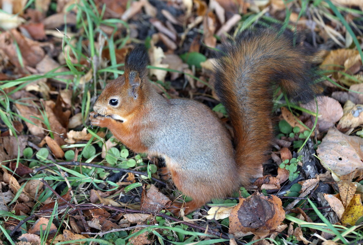 Царицыно 2 октября - Михаил Бибичков Царицыно 2 октября - Михаил Бибичков