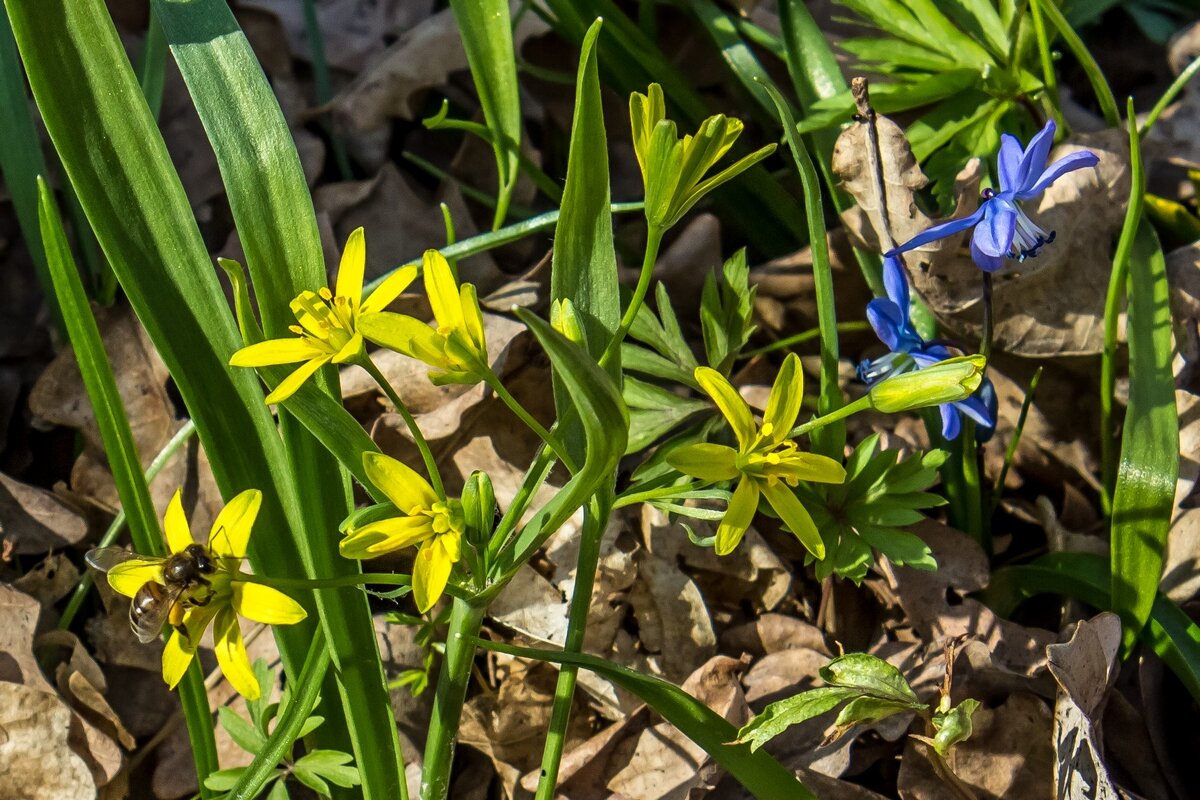 Весенние зарисовки ... - Ravile 