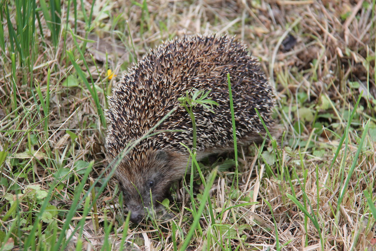 ЕЖИК В ВЕСЕННЕМ САДУ - Валентина 