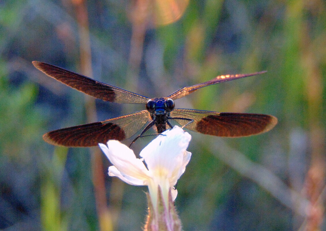 Эти глаза напротив. - nadyasilyuk Вознюк