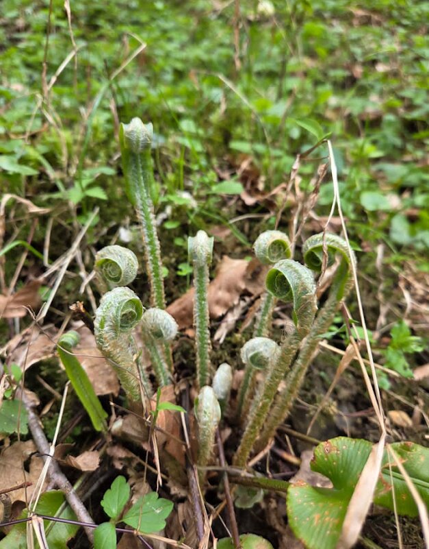 ОРЛЯК - Tata Wolf