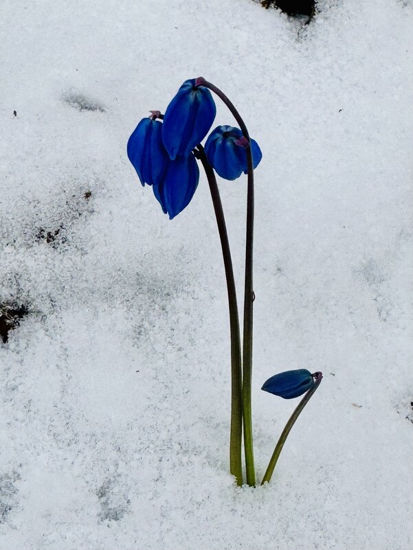 Клуб анонимных оптимистов )) - Анна Камс Клуб анонимных оптимистов )) - Анна Камс