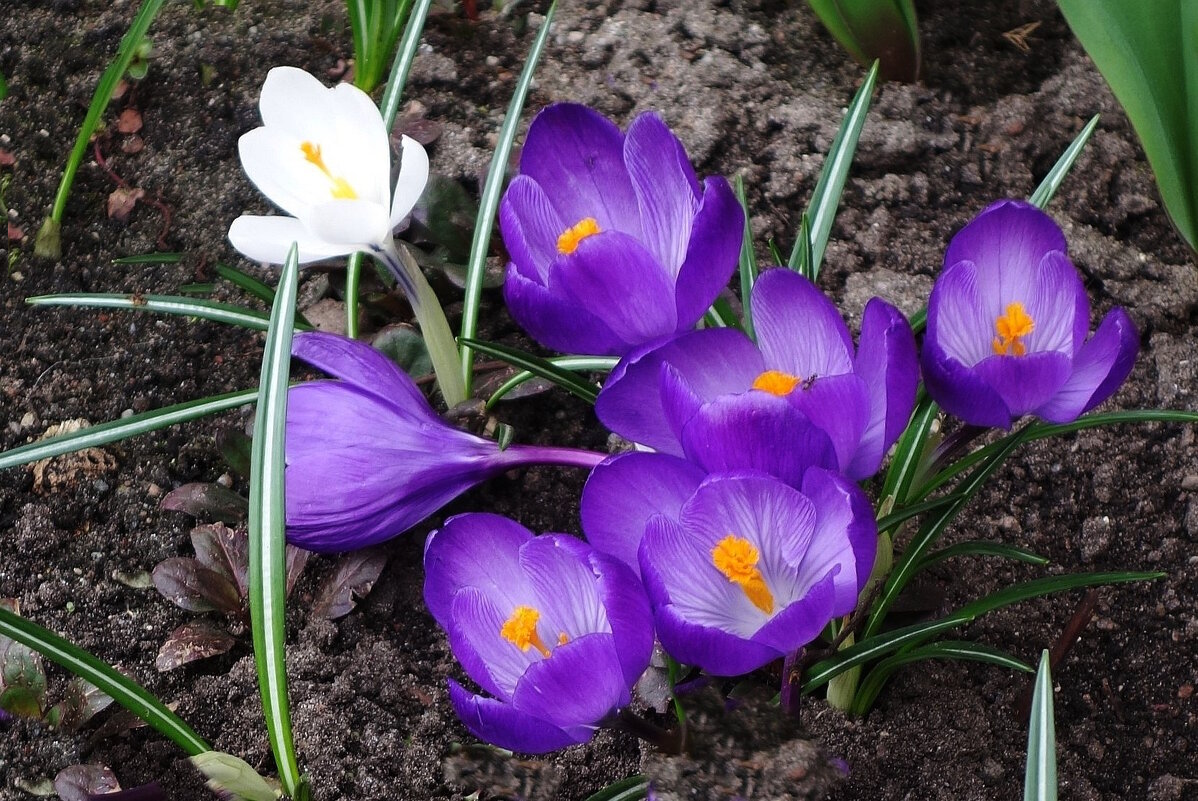 Крокусы - Рита Симонова Крокусы - Рита Симонова