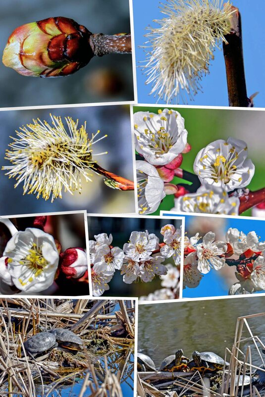 Весенний этюд - Alexandеr P