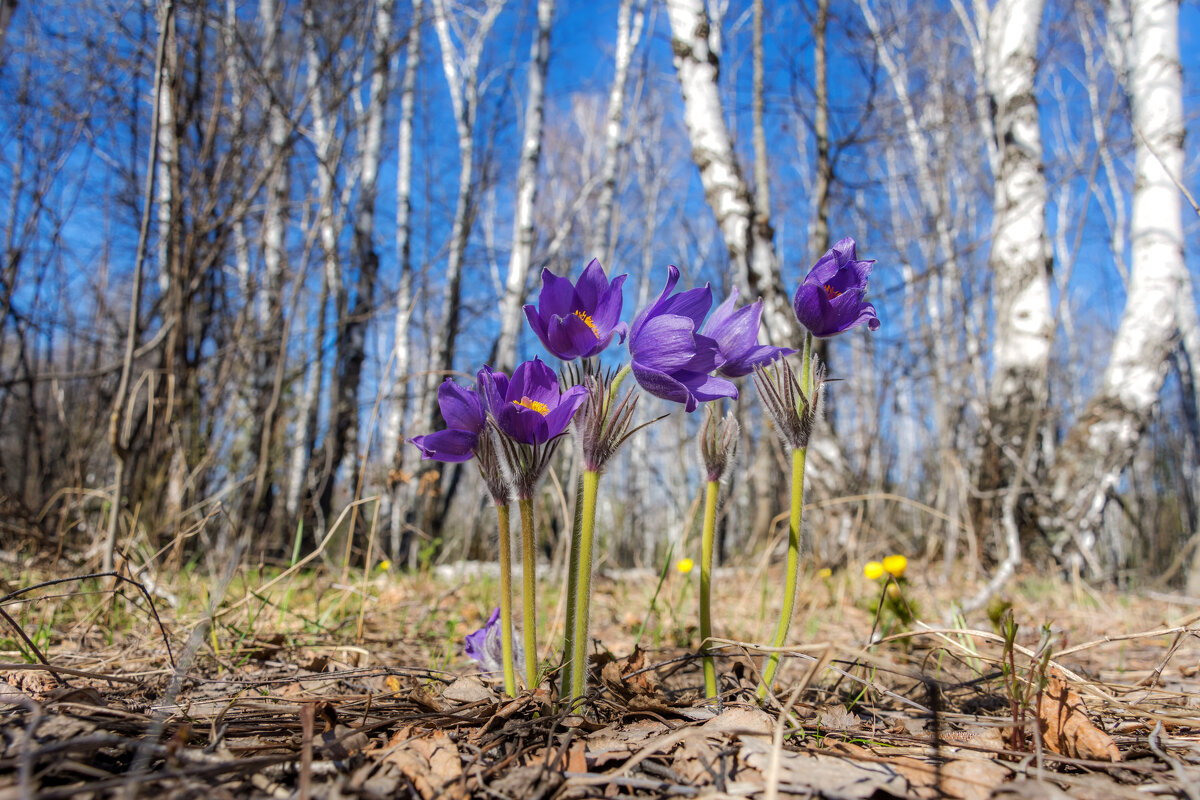 Весенний вернисаж - Наталья Димова