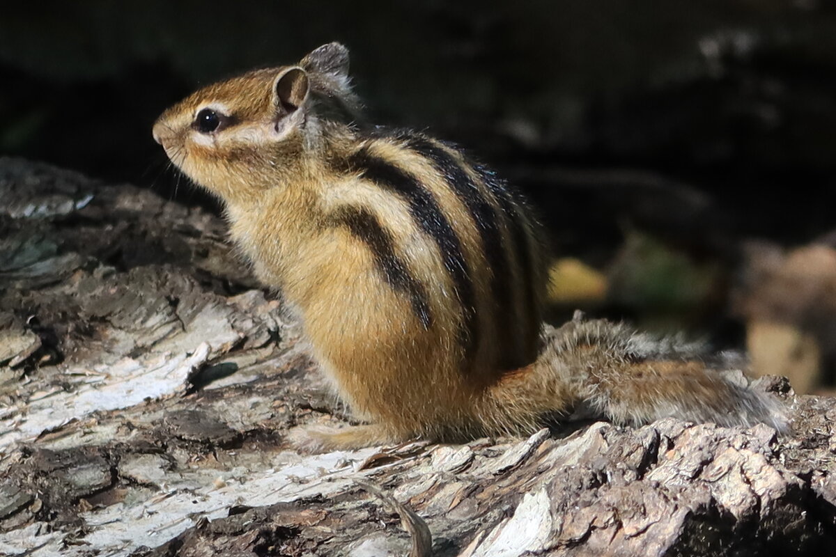 На солнышке - Галина Козлова 