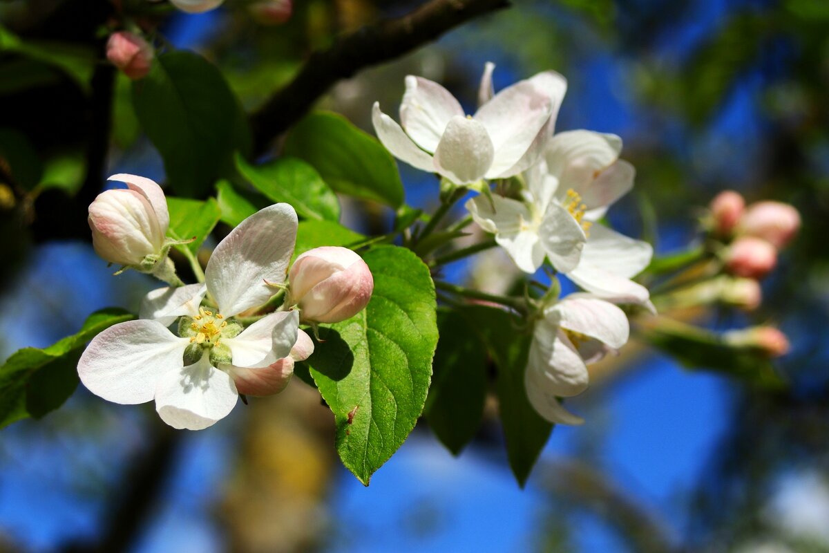 Доброе утро - Юрий. Шмаков