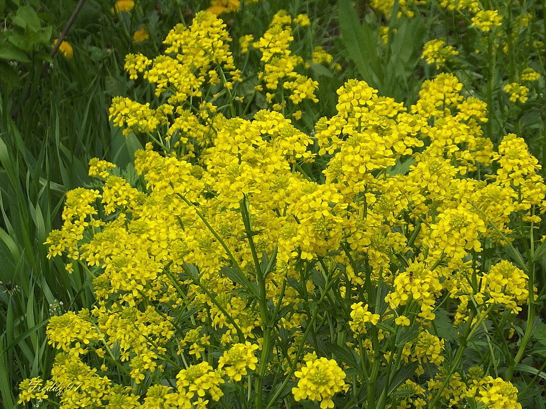 Цветы и травы - Freddy 97 Цветы и травы - Freddy 97