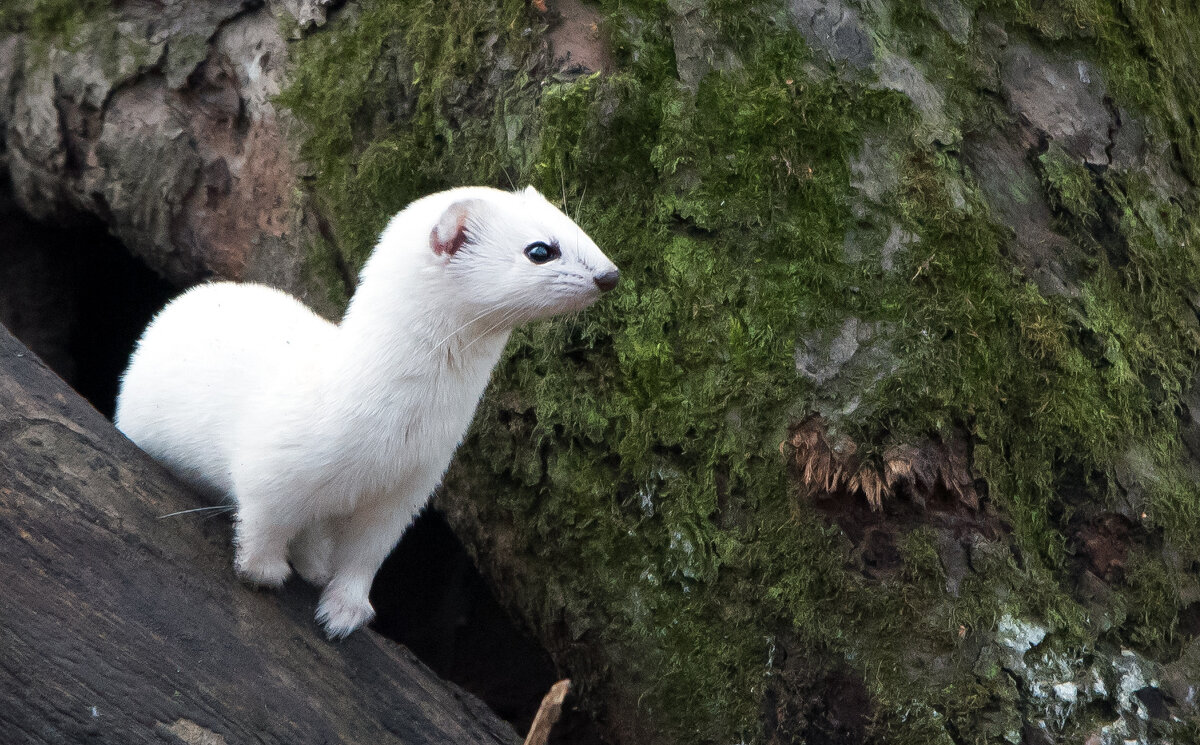 Ласка - Владимир Безбородов Ласка - Владимир Безбородов