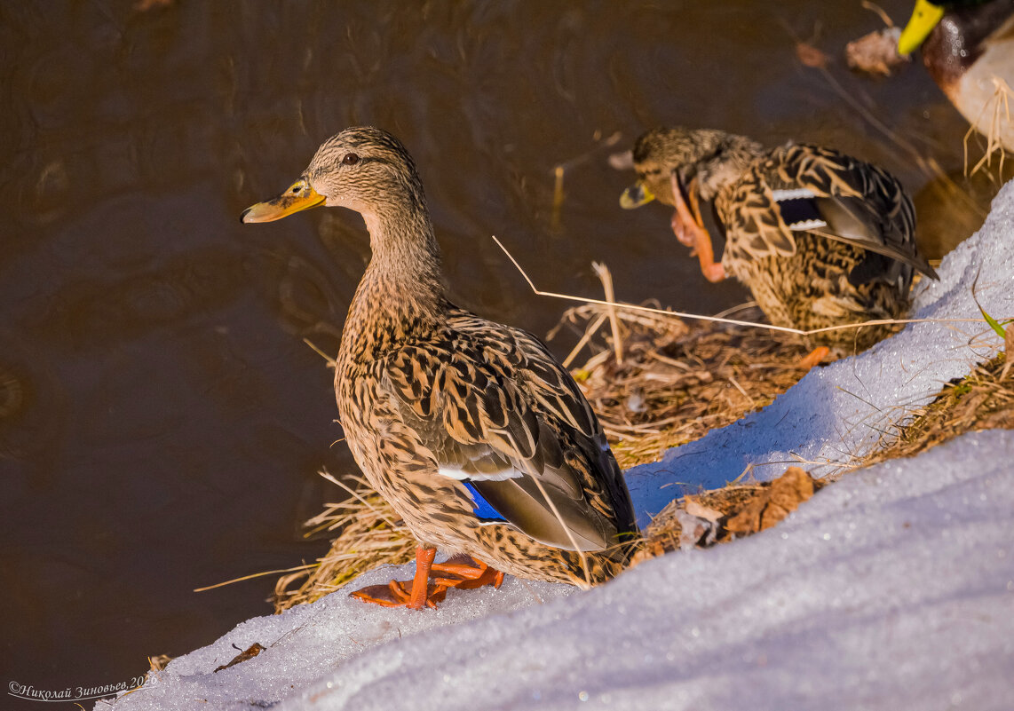Барышня вышла погреться) Ухта, парк Кио, река Чибъю - Николай Зиновьев Барышня вышла погреться) Ухта, парк Кио, река Чибъю - Николай Зиновьев