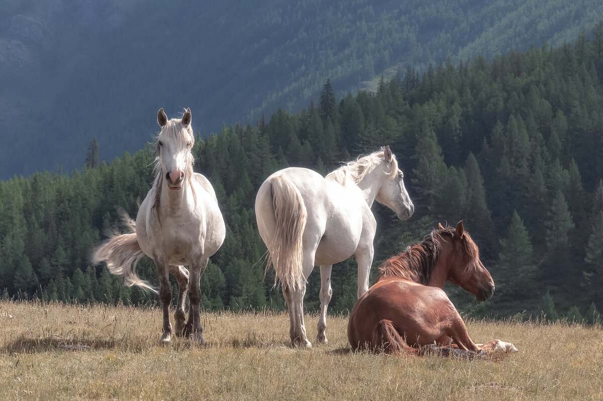 Непокоренная свобода - Марина Фомина.