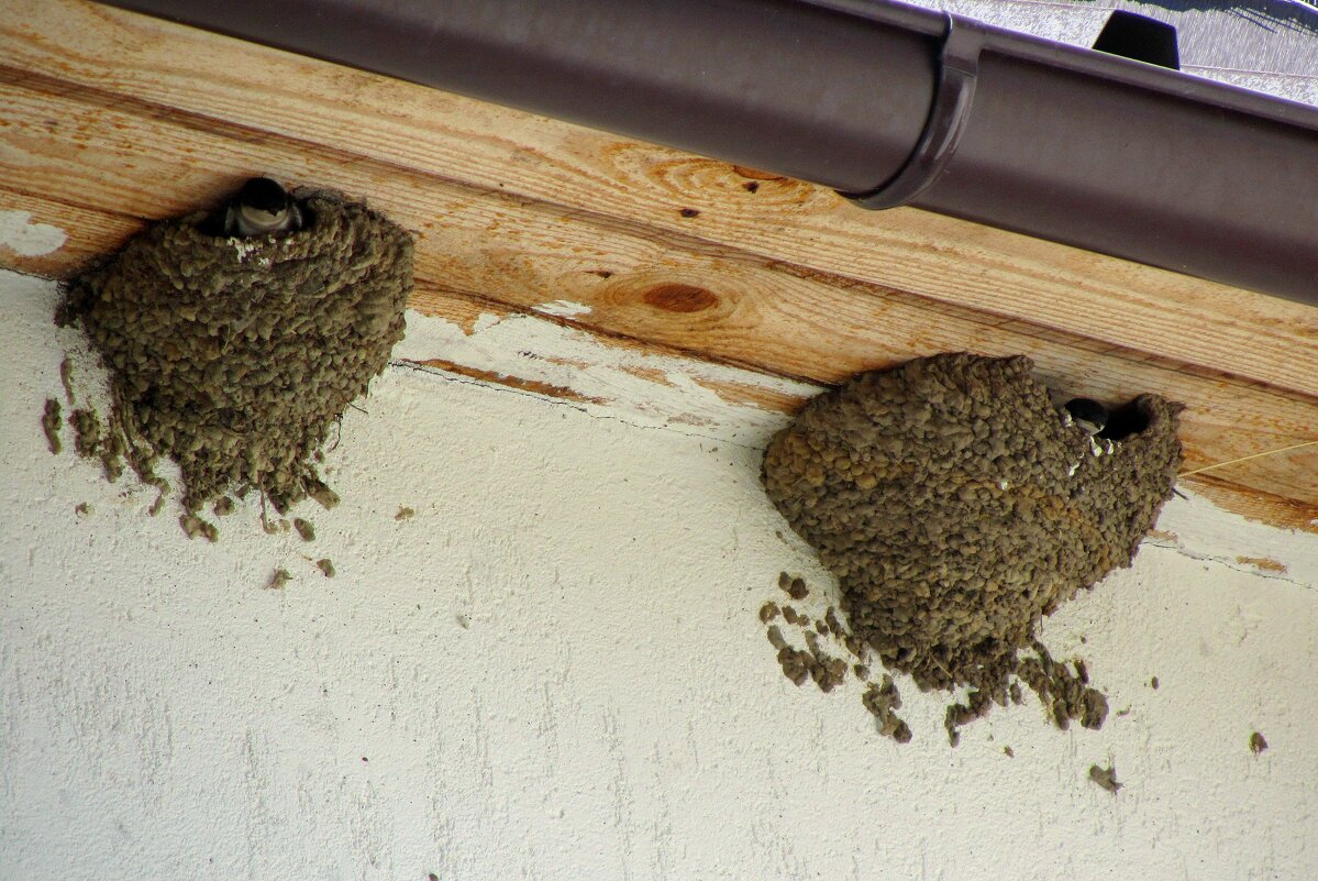 Ласточкины гнезда - Сергей Карачин