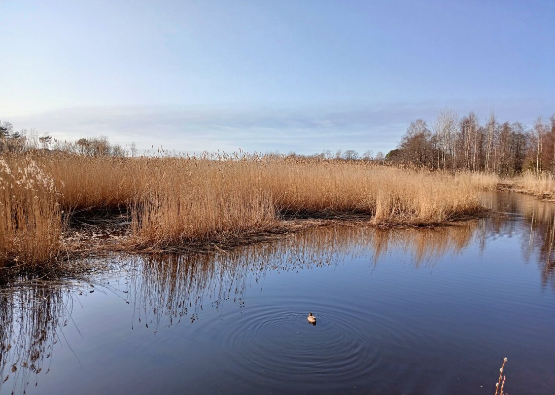 Утка, камыши и веточка вербы :-) - Лия ☼ Утка, камыши и веточка вербы :-) - Лия ☼