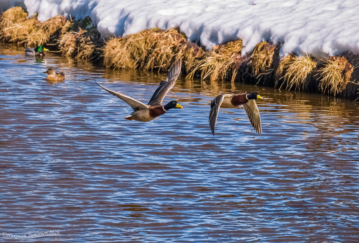 Селезни в полете. Ах, как трудно их поймать) Река Чибъю, Ухта, парк КиО - Николай Зиновьев Селезни в полете. Ах, как трудно их поймать) Река Чибъю, Ухта, парк КиО - Николай Зиновьев