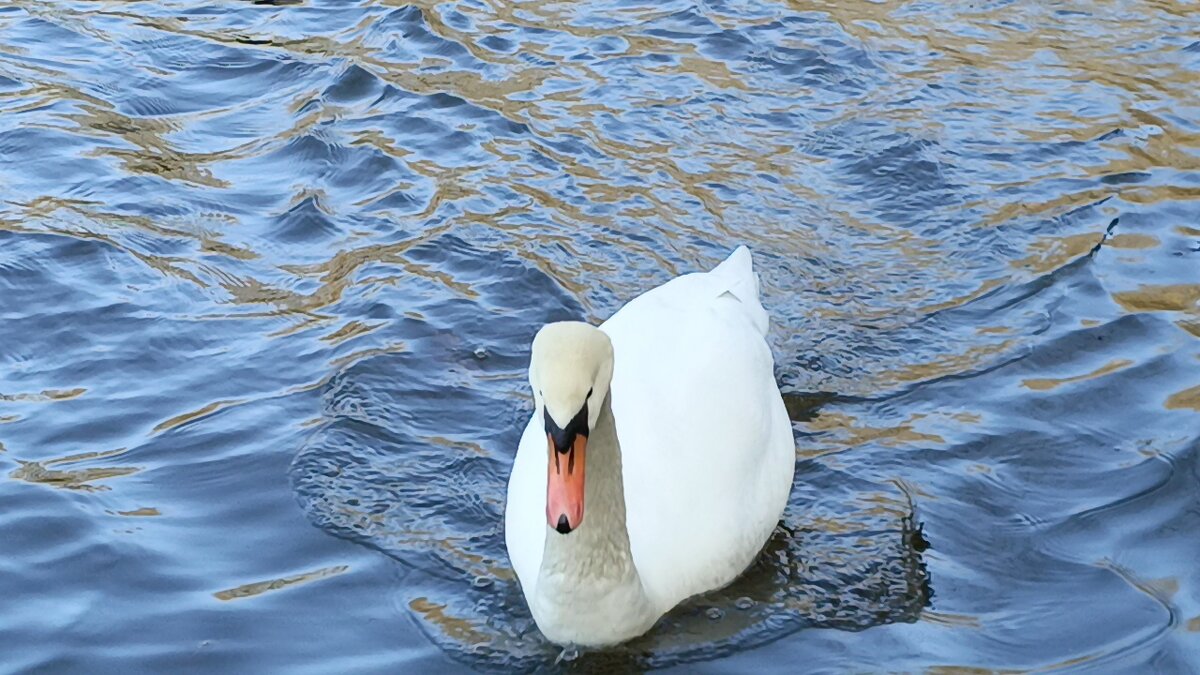 Привет - Митя Дмитрий Митя