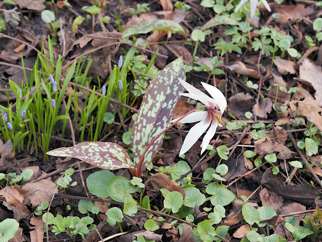 Цветок из Аптекарского огорода - Мария К. Цветок из Аптекарского огорода - Мария К.