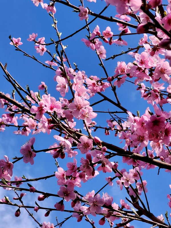 Какое небо голубое и цветущий персик на его фоне - tatyana Какое небо голубое и цветущий персик на его фоне - tatyana