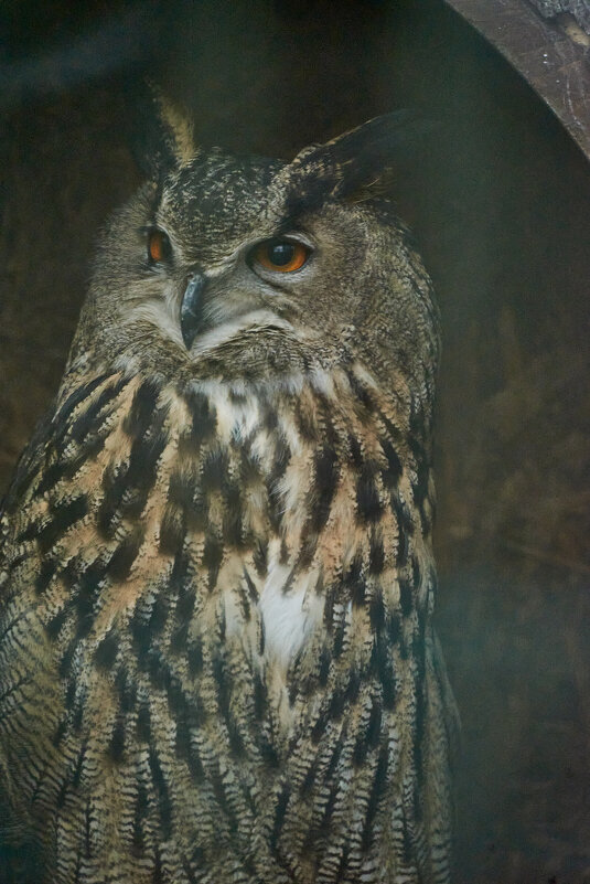 Филин - Александр Леонов