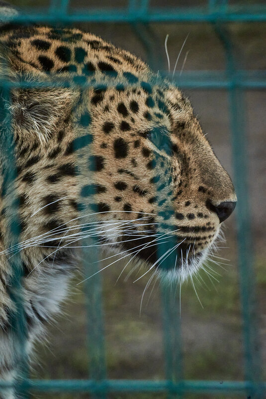 Леопард - Александр Леонов