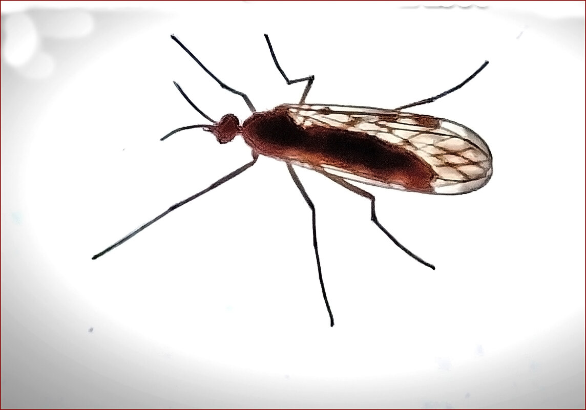 У меня в гостях - комар! - Валентина Нефёдова У меня в гостях - комар! - Валентина Нефёдова