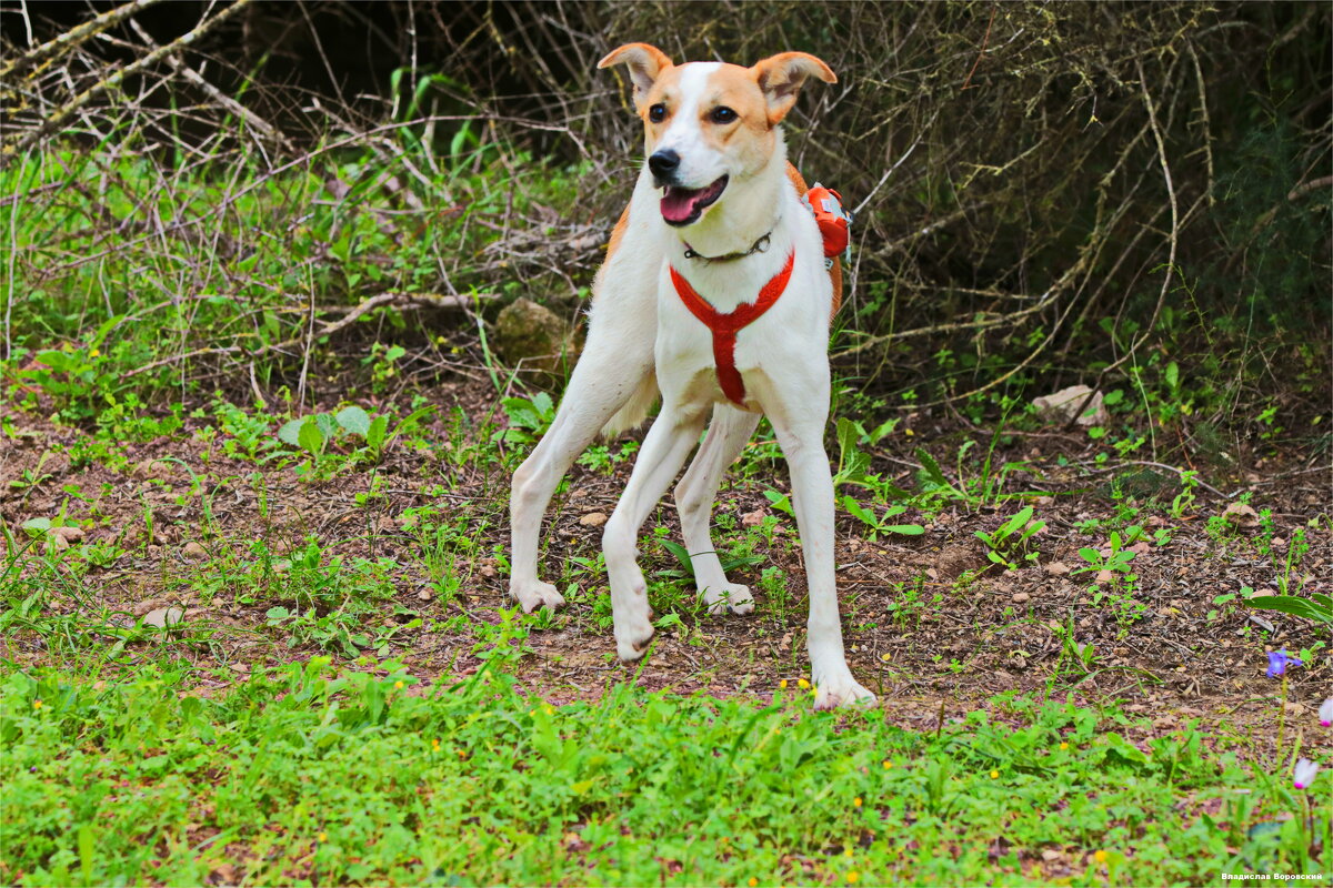 собака на прогулке 2026 - Владислав Воровский 