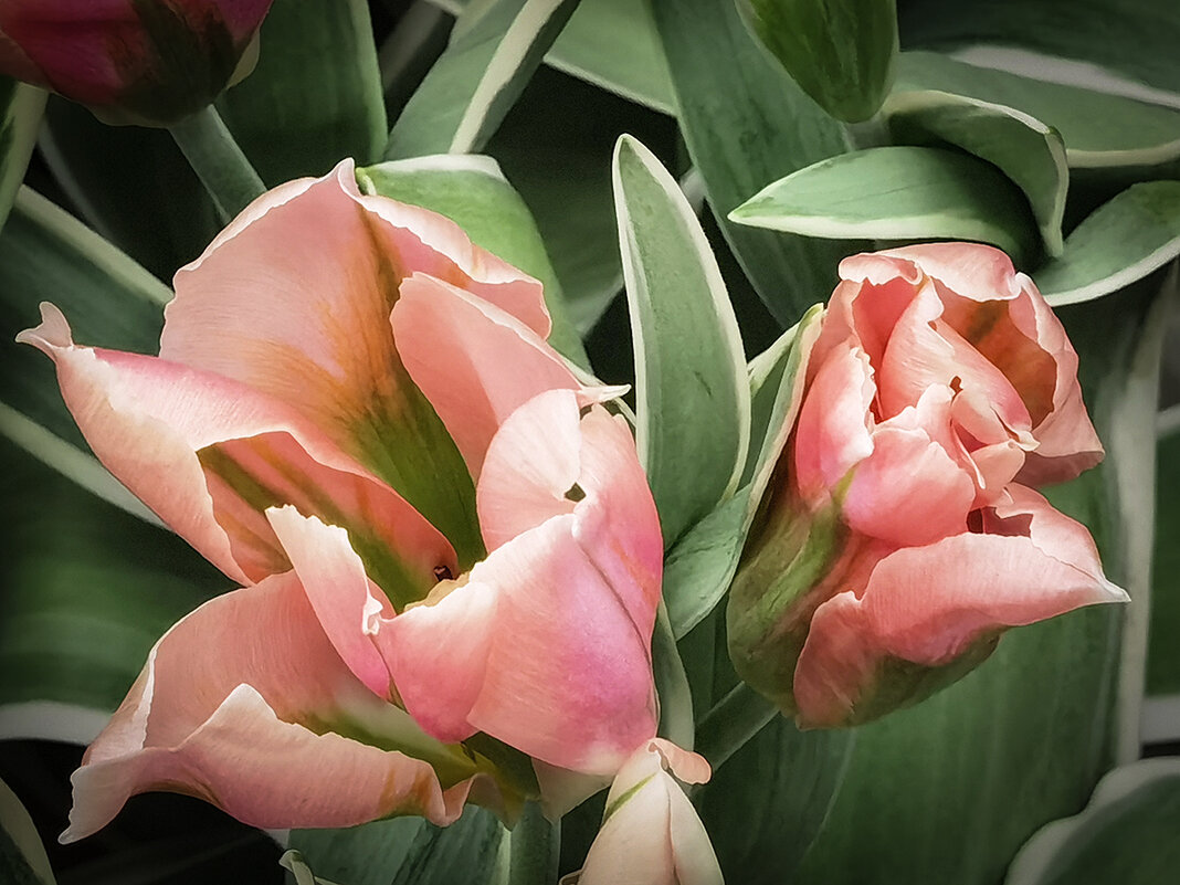 Тюльпан. - Лилия * Тюльпан. - Лилия *