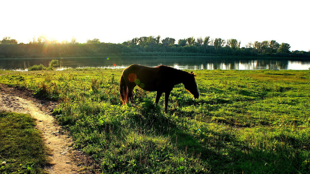 Летний вечер - Валерий Судачок