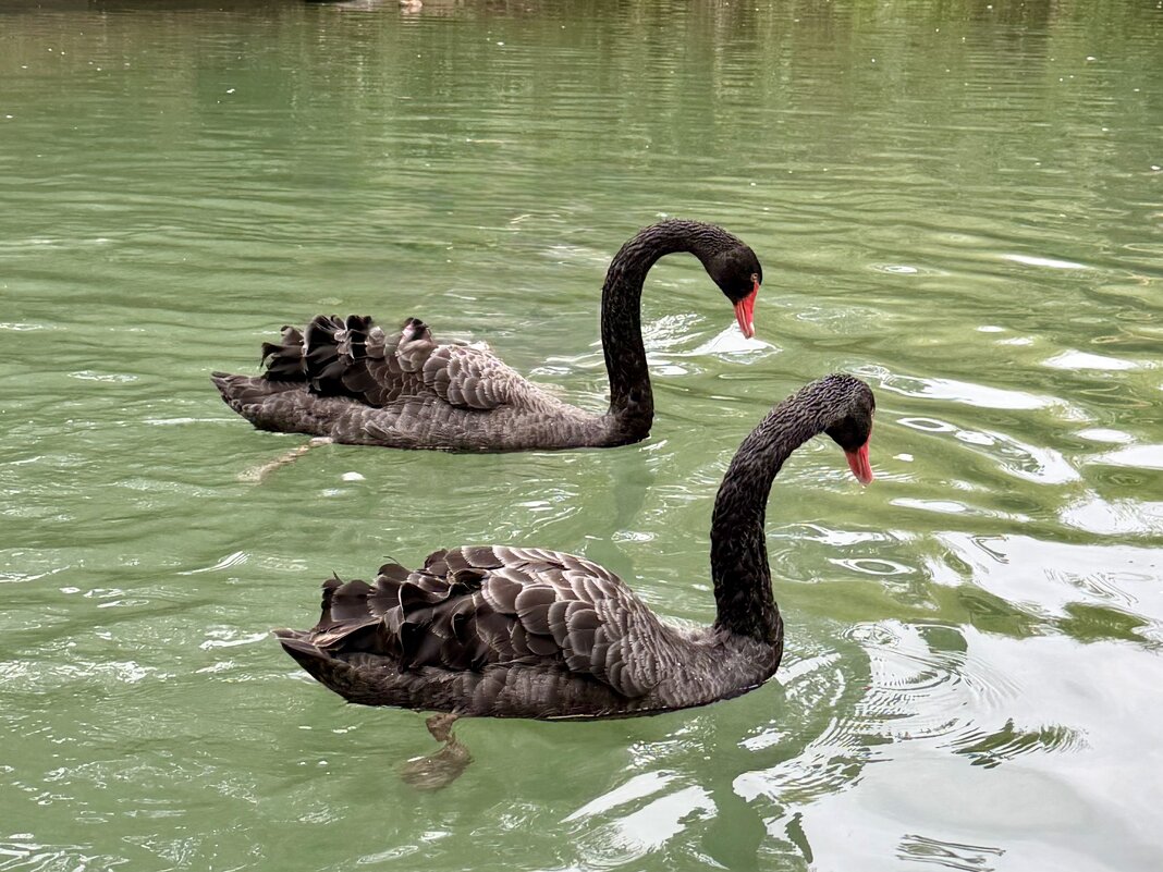 Гуси-лебеди: черная пара - Pippa Гуси-лебеди: черная пара - Pippa