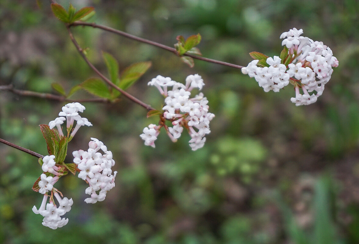 Калина Фаррера - Ольга Калина Фаррера - Ольга