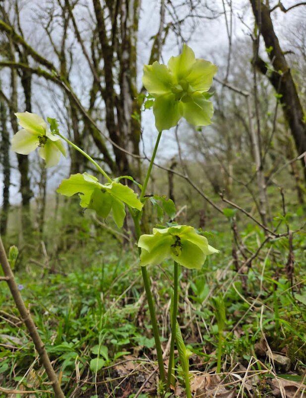 МОРОЗНИК - Tata Wolf