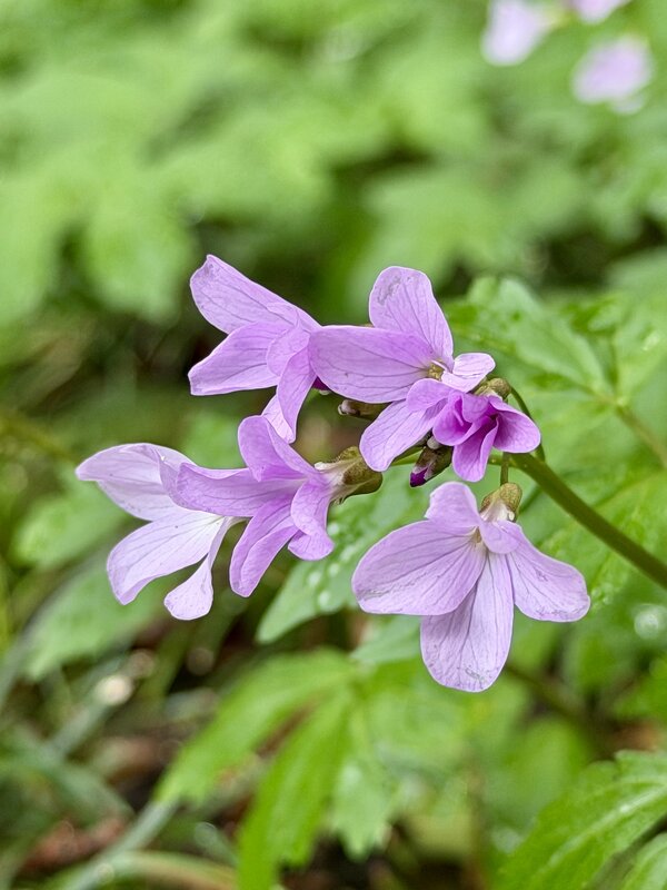 Сиреневенькие - Pippa 