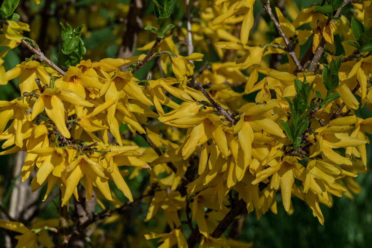 Форзиция - Игорь Сикорский