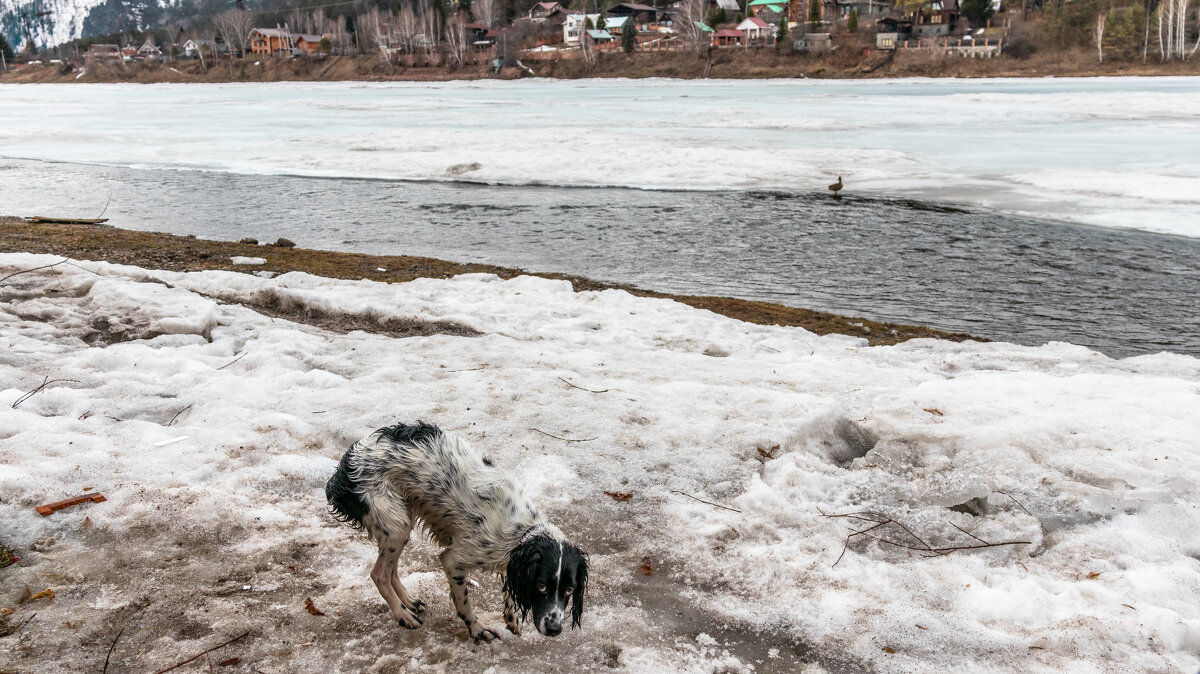 Неудачная охота на утку - Roman Freewind Неудачная охота на утку - Roman Freewind