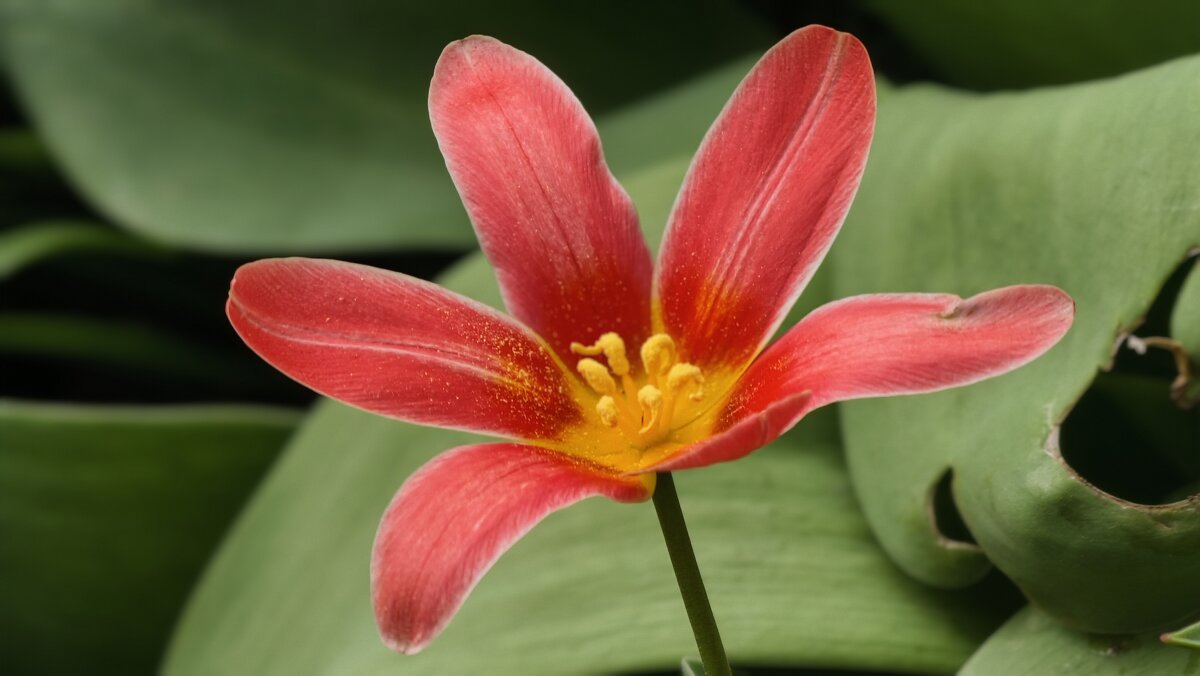 Тюльпан Кауфмана - Мариша Тим Тюльпан Кауфмана - Мариша Тим