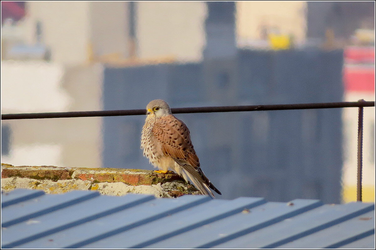 Кормилец греется - Сеня Белгородский
