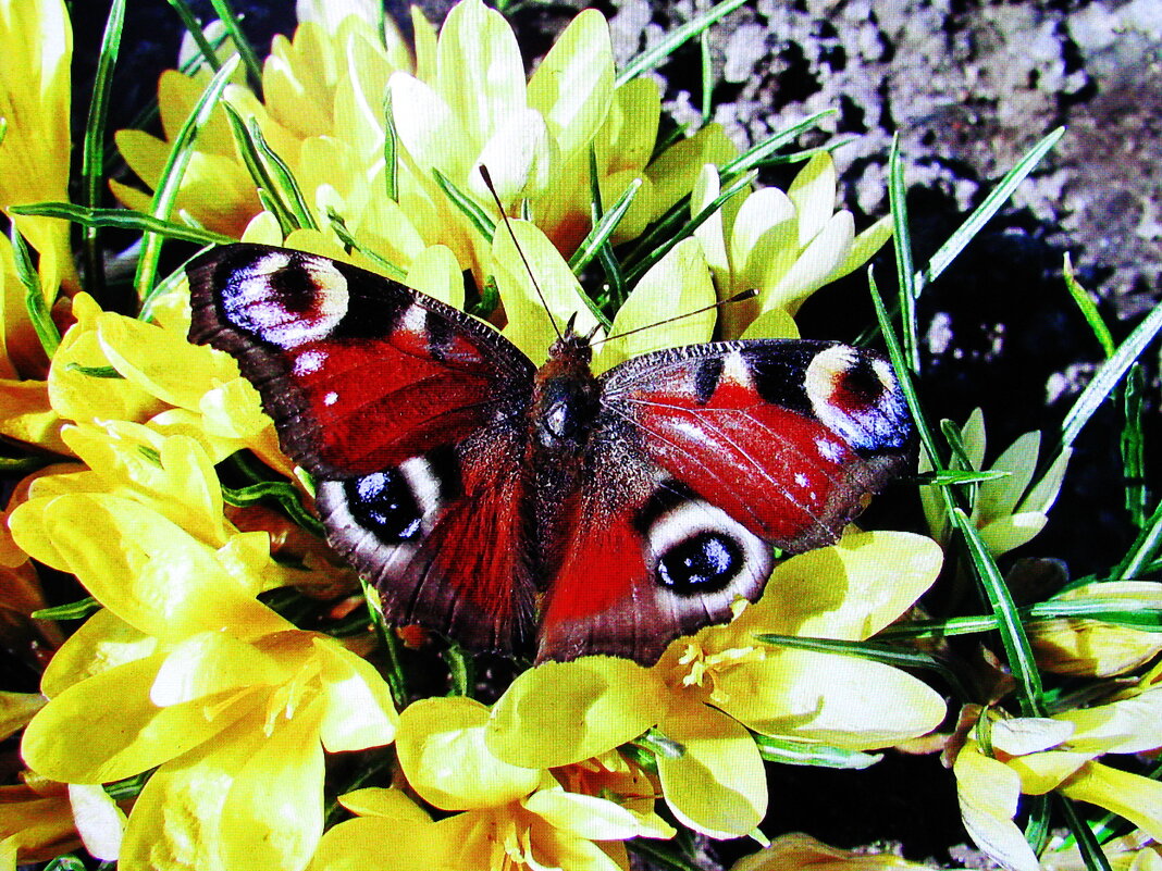 Первая - Людмила Смородинская