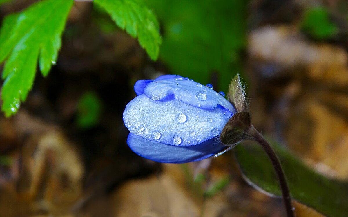 Печёночница под дождём. - Милешкин Владимир Алексеевич 
