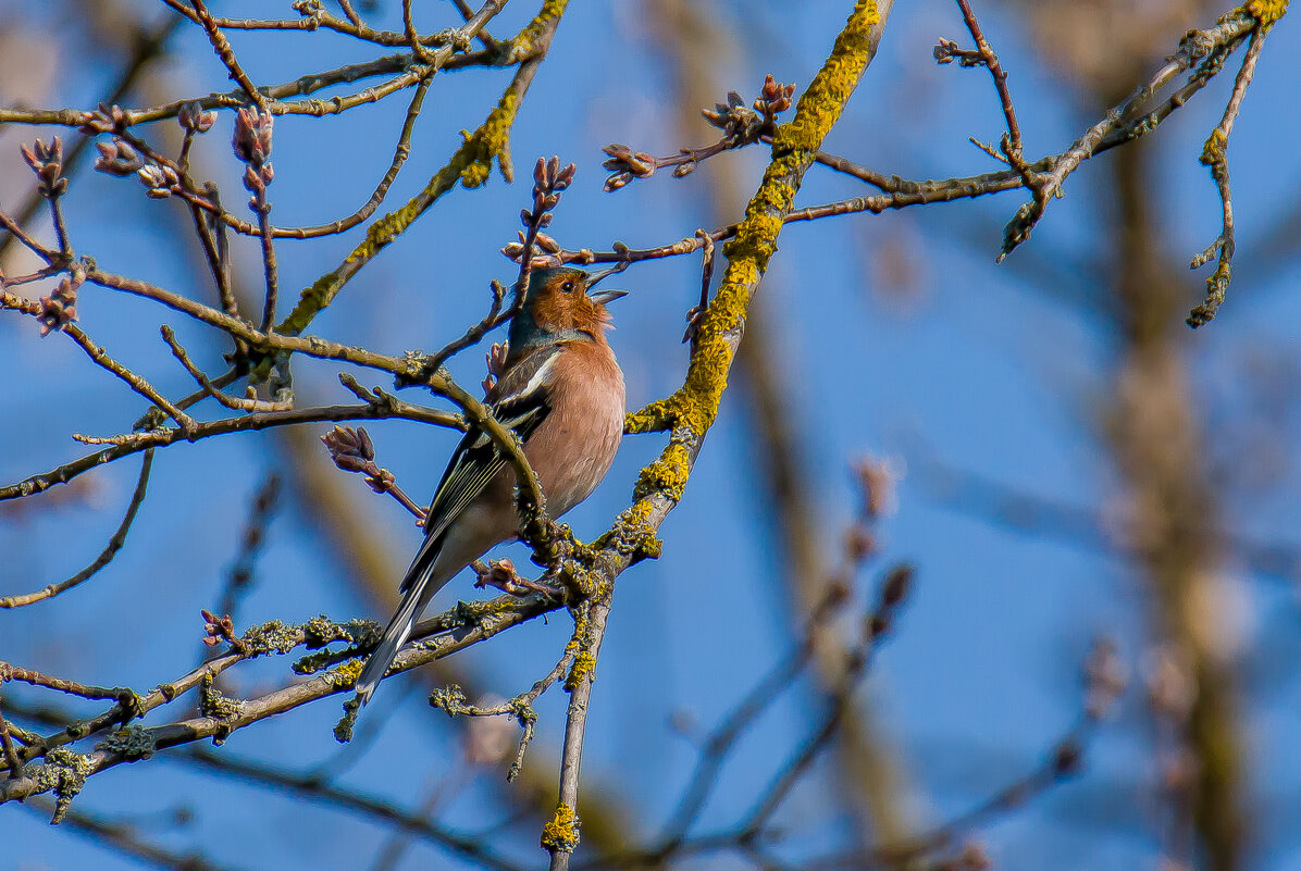 Любовная серенада. - Sergey (Apg)