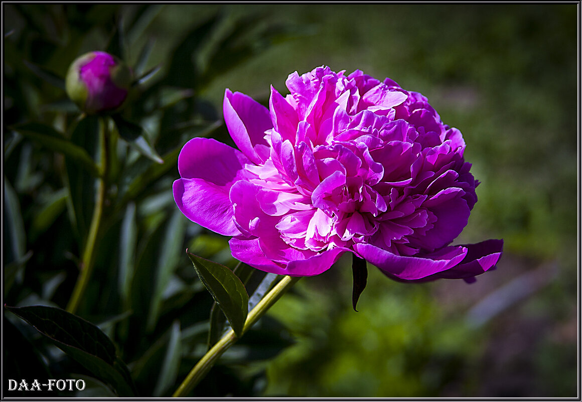 ПИОН. - Александр Дмитриев