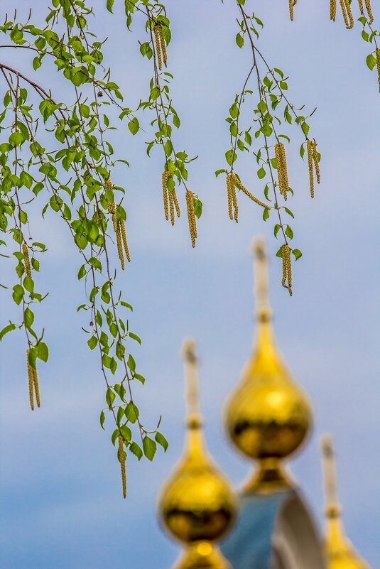 Весенняя красота ... - Ravile 