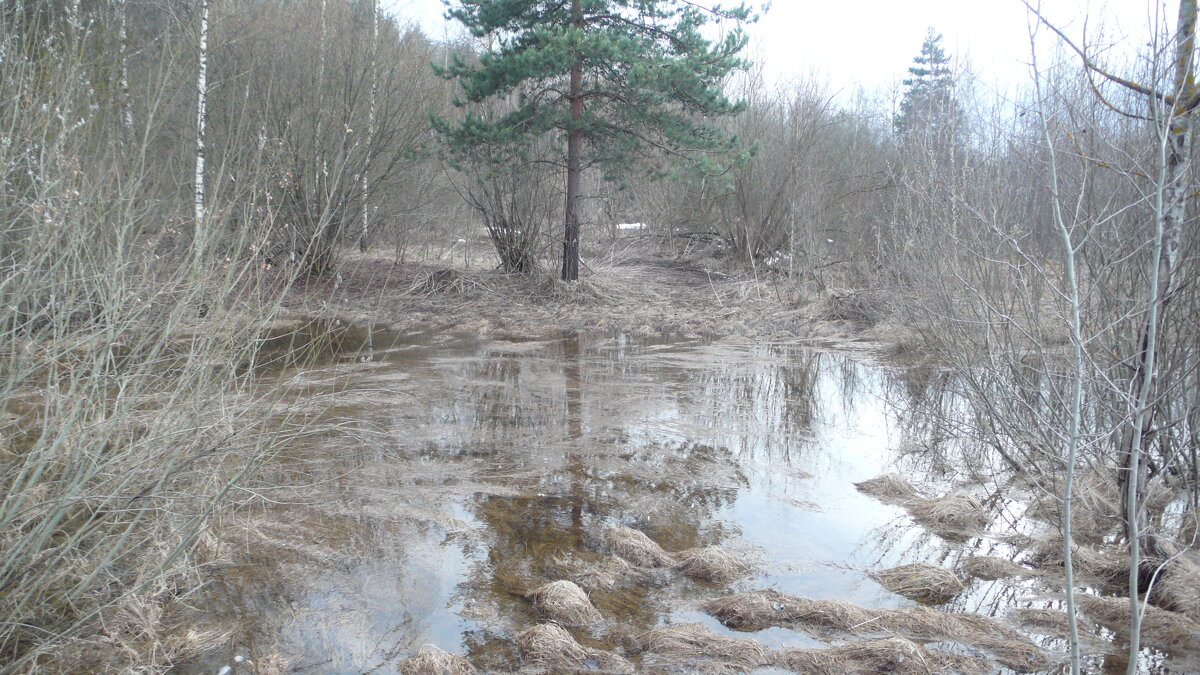 Весна. - Михаил Елочкин
