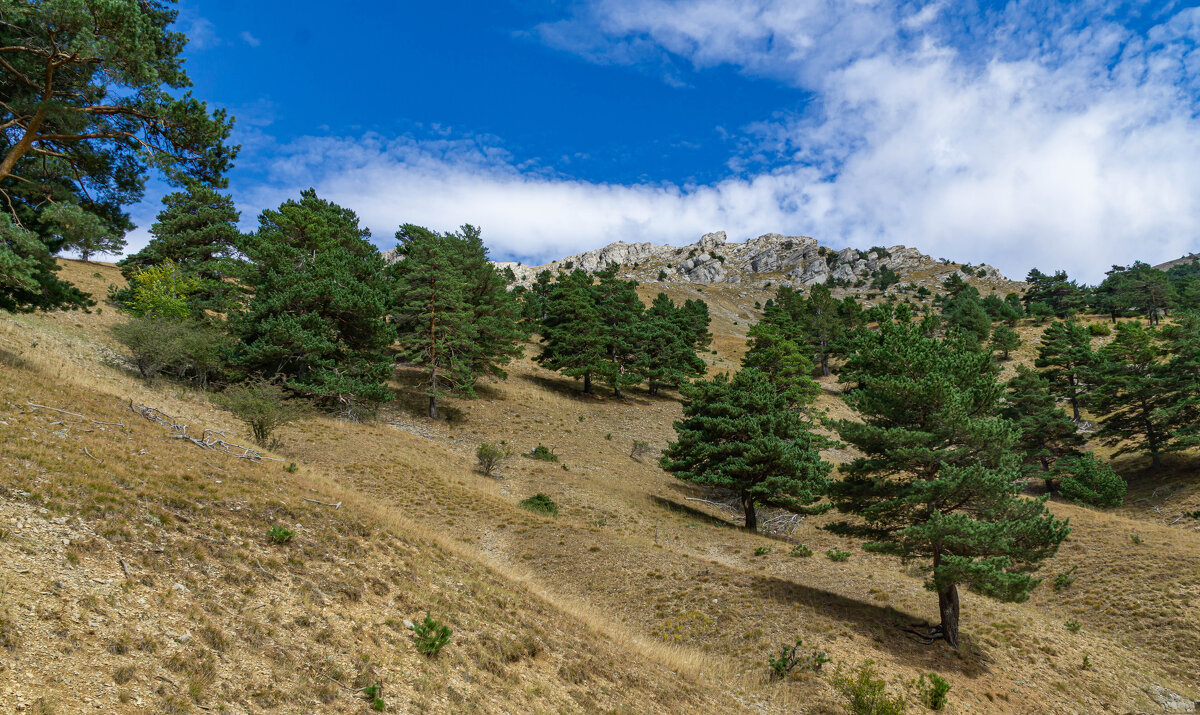 Роман Кош. - Павел © Смирнов