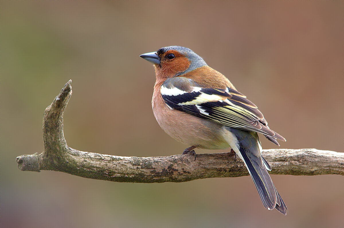 ... - Вячеслав Минаев