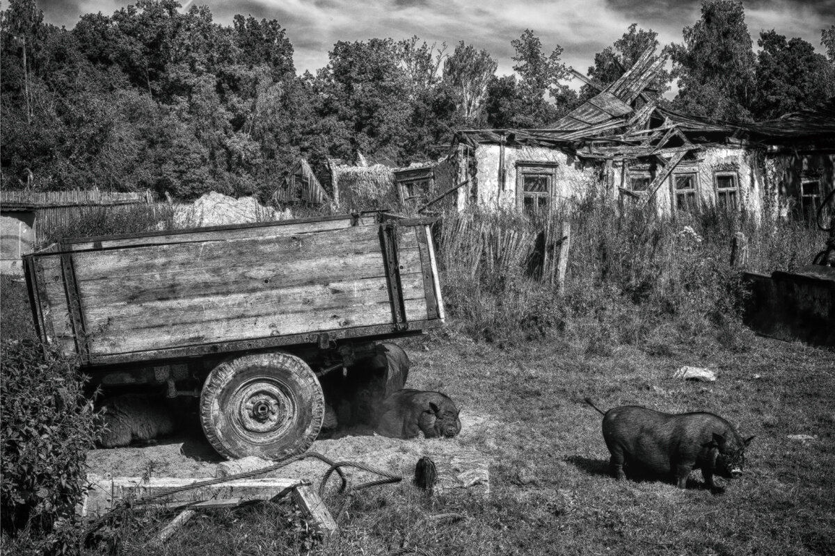 Сельская жизнь - Владимир Гришин
