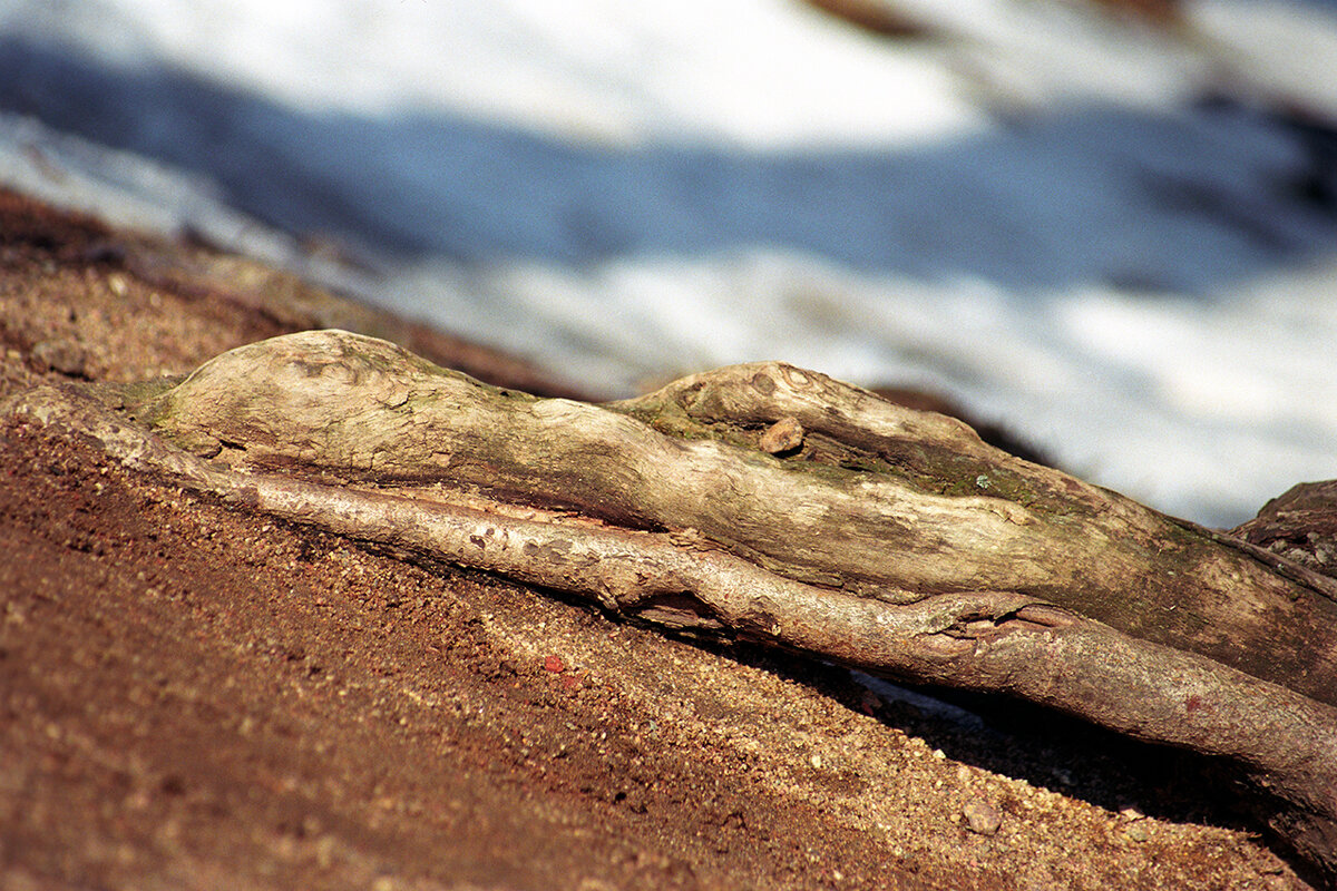 Каа - Алексей Смирнов